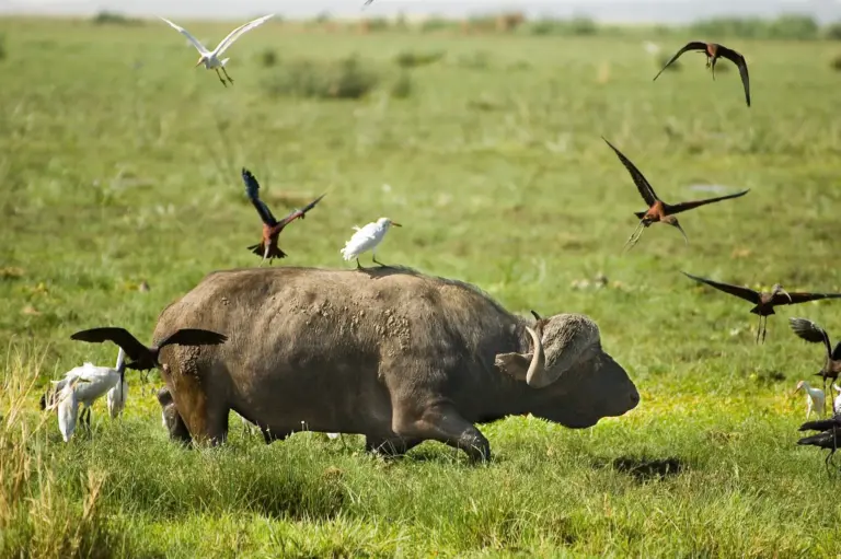 lake-manyara-np-4