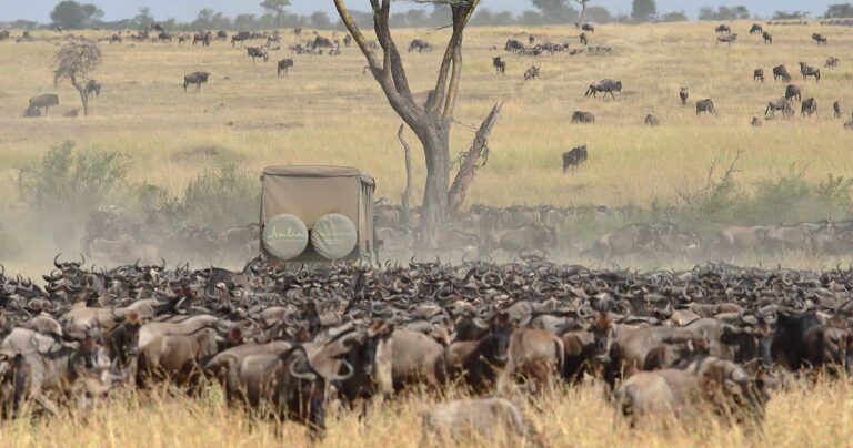 great-migration-serengeti-game-drive