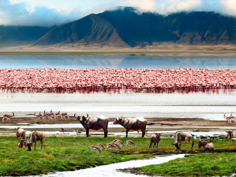 landscape-of-african-wildlife