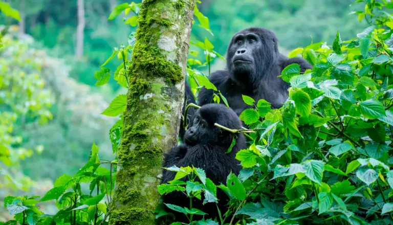 gorilla-safaris-safariretreatsexperience-1