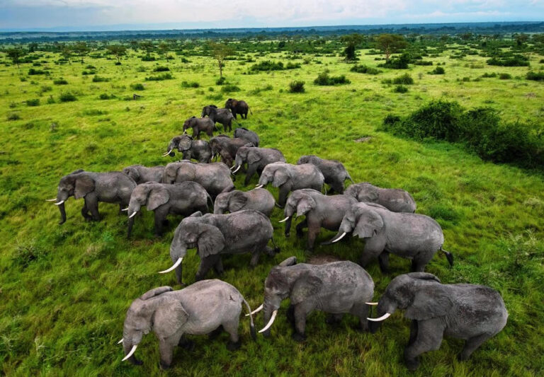 queen-elizabeth-elephants
